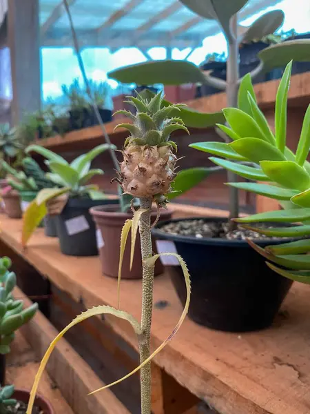 Diğer bitkilerle birlikte minyatür ananas