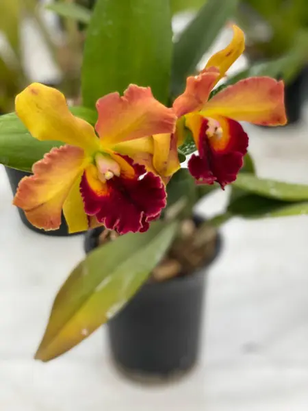 Burgundy ile portakal orkidesi