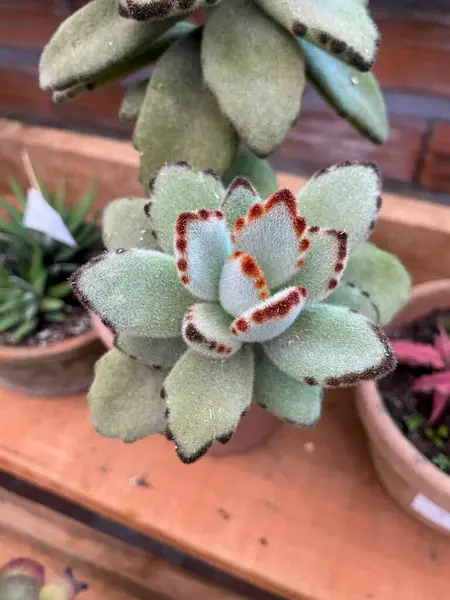 Kalanchoe tomentosa sulu bitki 
