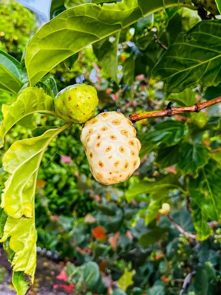 yeşil ve olgun noni meyvesi