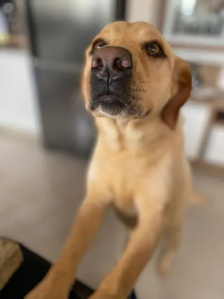 Sarı labrador köpeği bizden.