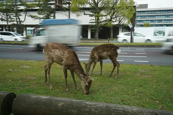 Geyik Nara 'da Bustling Caddesi boyunca Sakince Otlar.