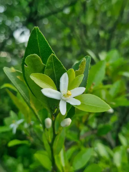 Çiçek açmış güzel ve güzel portakal çiçekleri. 