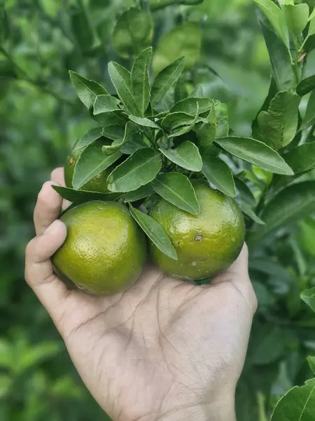 İki tatlı ve taze narenciye.. 