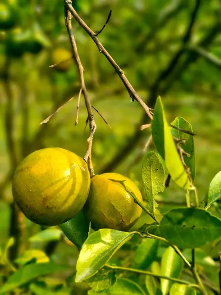 İki tatlı ve taze narenciye.. 