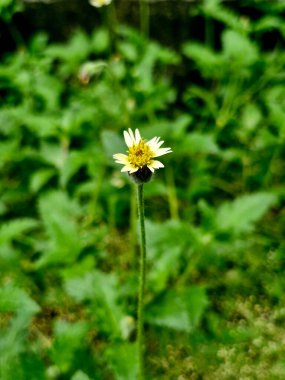 Yabani ot çiçekleri. Gletang (Tridax procumbens), Asteraceae kabilesinin bir üyesi olan yabani otlar kadar vahşi bir bitki türüdür.. 