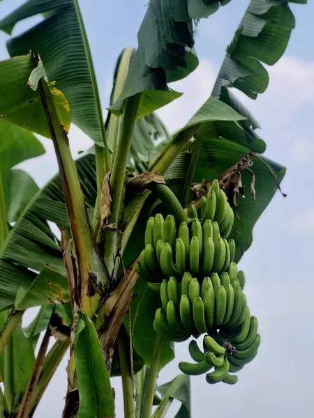 Yeşil muz ağacı hala çiğ, yakında hasat edilmeye hazır. 