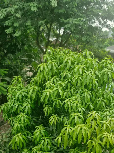 Hala açık yeşil olan mango yaprakları evin arkasında. 