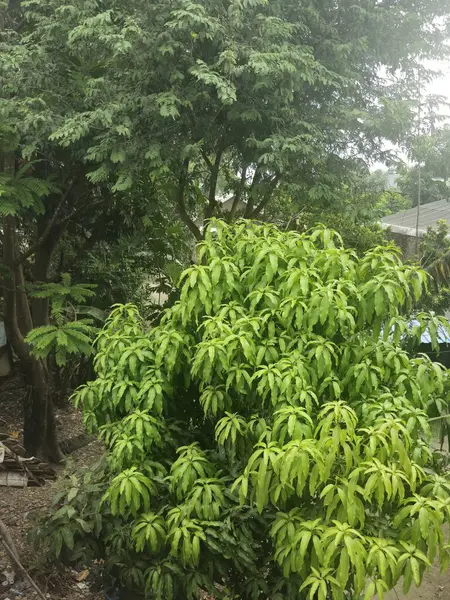 Hala açık yeşil olan mango yaprakları evin arkasında. 