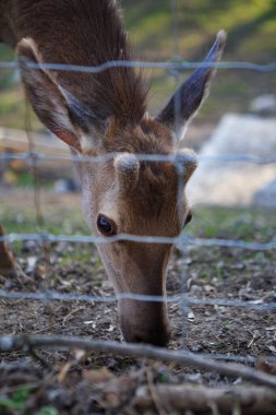 Yumuşak, kısa boynuzları olan genç bir geyik güneşli bir çayırda yemyeşil çimlerle otlar. Sıcak güneş ışığı parlak kürküne vurgu yaparak huzurlu ve doğal bir manzara yaratıyor..