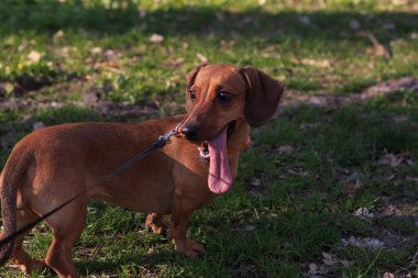 Dachshund çimlerde yürüyor. Arka planda yeşil çimenler ve çiçekler var. Tasmalı bir köpeği gezdiriyorum.