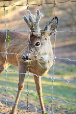 Yumuşak, kısa boynuzları olan genç bir geyik güneşli bir çayırda yemyeşil çimlerle otlar. Sıcak güneş ışığı parlak kürküne vurgu yaparak huzurlu ve doğal bir manzara yaratıyor..