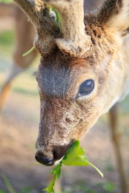 Yumuşak, kısa boynuzları olan genç bir geyik güneşli bir çayırda yemyeşil çimlerle otlar. Sıcak güneş ışığı parlak kürküne vurgu yaparak huzurlu ve doğal bir manzara yaratıyor..