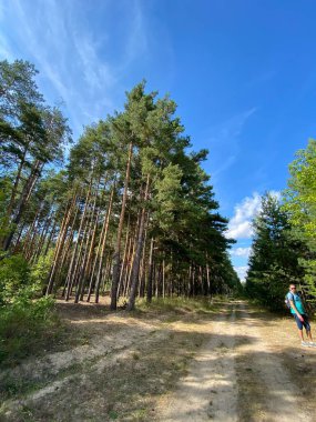 Çam ağacından geçen toprak yol, sol alttan sağ üst köşeye doğru çaprazlama ilerliyor. Parlak mavi gökyüzü ve güneşli hava sakin bir doğal manzara yaratır..
