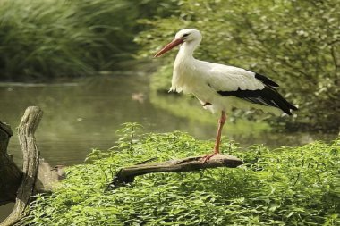 Leylek hayatı ve umudu simgeler..