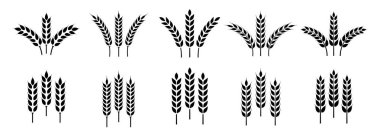 Buğday kulağı simgesi ayarlandı. Buğday logosu. Tahıl çivileri simgeleri yerleştirdi. Tahıl simgesi. Tarım sembolü. vektör illüstrasyonu