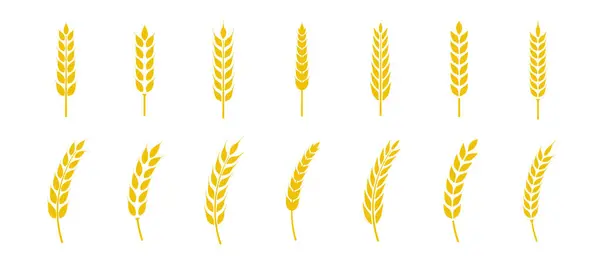 Buğday kulağı simgesi ayarlandı. Buğday logosu. Tahıl çivileri simgeleri yerleştirdi. Tahıl simgesi. Tarım sembolü. vektör illüstrasyonu