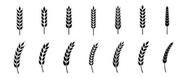 Buğday kulağı simgesi ayarlandı. Buğday logosu. Tahıl çivileri simgeleri yerleştirdi. Tahıl simgesi. Tarım sembolü. vektör illüstrasyonu