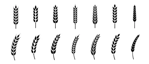 Buğday kulağı simgesi ayarlandı. Buğday logosu. Tahıl çivileri simgeleri yerleştirdi. Tahıl simgesi. Tarım sembolü. vektör illüstrasyonu