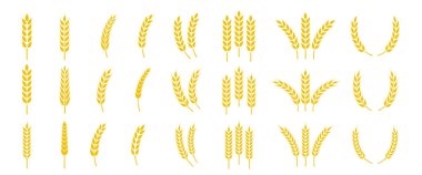 Buğday kulağı simgesi ayarlandı. Buğday logosu. Tahıl çivileri simgeleri yerleştirdi. Tahıl simgesi. Tarım sembolü. vektör illüstrasyonu