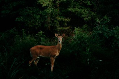 Ormandaki vahşi geyik