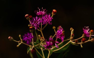 Bahçedeki mor çiçeğin yakın çekimi.