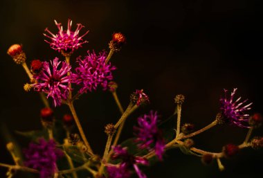 Güzel botanik fotoğrafı, doğal duvar kağıdı.