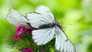 Aporia crataegi siyah damarlı beyaz kelebek çiftleşiyor