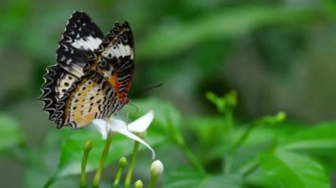 HD çözünürlükte bir kelebek