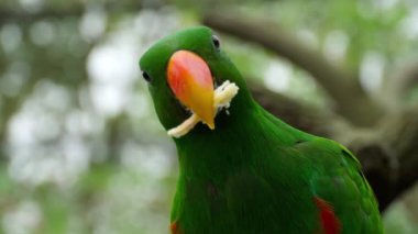 Eclectus papağanı şeker kamışı HD çözeltisi yiyor