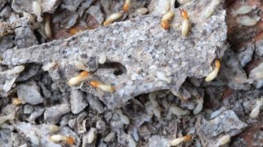 Termitlerin makro ya da beyaz karıncalar HD çözünürlüğü