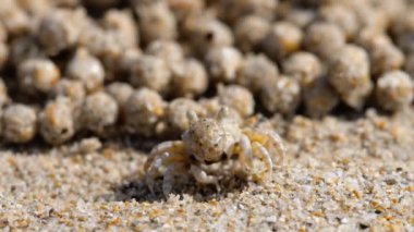 Kum köpüğü yengeci HD çözünürlüğünü kapat