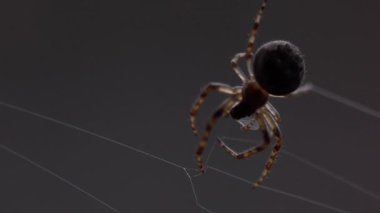 Örümcek bahçesi araneus bir ağ HD çözünürlüğü örüyor