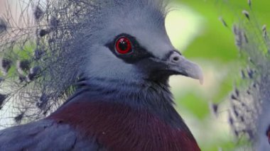 Güzel kuşlar doğal orman HD çözünürlüğünde yaşar.