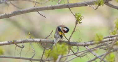 Carduelis veya Avrupa ispinozu HD çözünürlüğünü kapatın