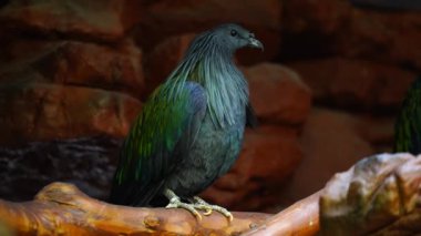 Nikobar güvercininin HD çözünürlükteki videosu