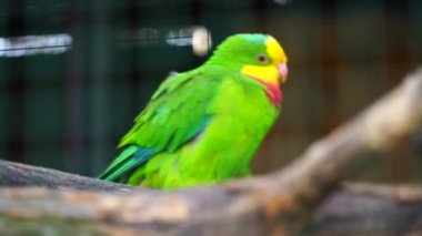 Hayvanat bahçesi çözünürlüğündeki muhteşem papağan videosu