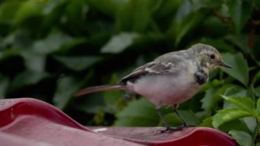Beyaz kuyruklu motacilla alba çatıda HD çözünürlükte