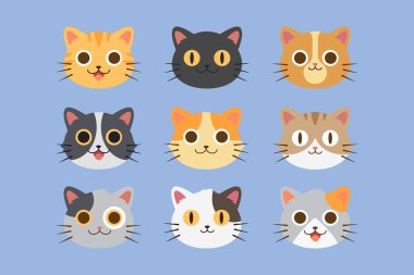 Şirin yüz kedi resimleri koleksiyonu