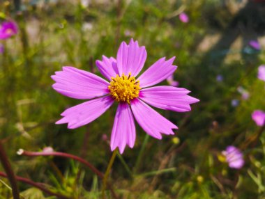 Bahçedeki kozmos pembe çiçeği