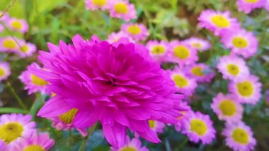 Bahçedeki pembe çiçek