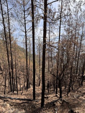 Ormanda yangından sonra yanan ağaçlar