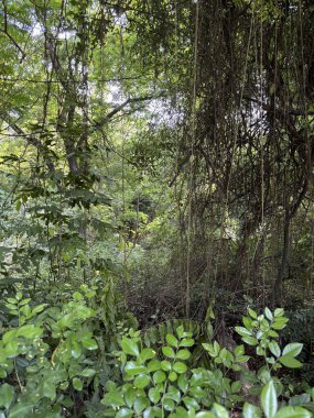 Bir ormanın yoğun, canlı yeşilliği, çeşitli bitkiler ve sarmaşıklar verimli, karmaşık bir duvar halısı oluşturuyor. Farklı şekil ve boyutlarda yaprakları olan kalın yapraklar doğal bir perde oluşturur..