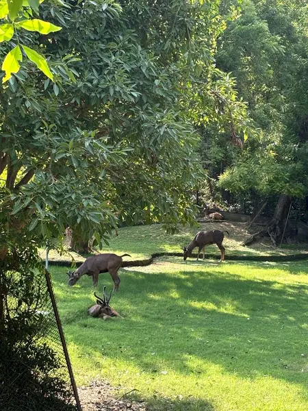 stock image A group of deer are grazing in a lush green forest. The sun is shining through the trees, and the deer are enjoying the warm weather.