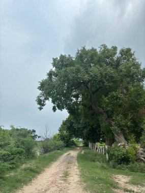 Ortasında tek ve olgun bir ağaç olan kırsal bir toprak yol. Yolun kenarında bir çit var..