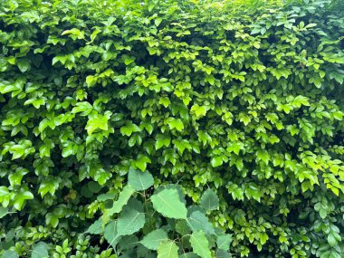 Bu canlı fotoğraf yemyeşil bir çiti yakalıyor, yaprakları nemden parıldıyor. Önde gelen Bodhi yaprakları, barışı ve aydınlanmayı sembolize ediyor..