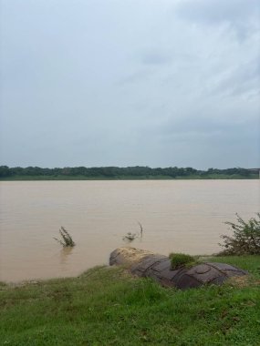 Sakin suyu olan geniş bir nehir. Su kahverengidir ve nehrin kıyıları yeşil bitki örtüsüyle kaplıdır. Gökyüzü bulutlu ve gri.