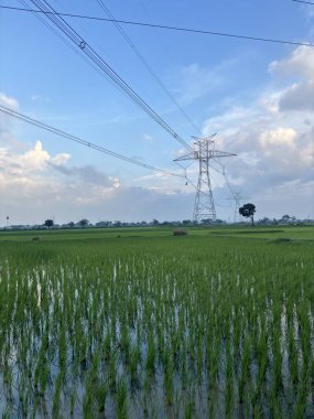 Bir elektrik güç iletim kulesinin yüksek silueti ile noktalanan yeşil çeltik tarlaları, arazi boyunca uzanır.