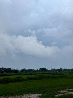 Uçsuz bucaksız yeşil alanlar ufka doğru uzanıyor. Gökyüzü koyu bulutlarla kaplı, aşağıdaki canlı yeşil ile çarpıcı bir kontrast oluşturuyor. Tarlanın ortasında birkaç ağaç dimdik duruyor.