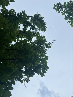 Açık mavi gökyüzüne karşı bir ağaç gölgesinin parçası. Yapraklar canlı bir yeşildir ve yoğun ve dokulu bir desen oluşturur. Arka planda görünen başka dallar ve yapraklar var..